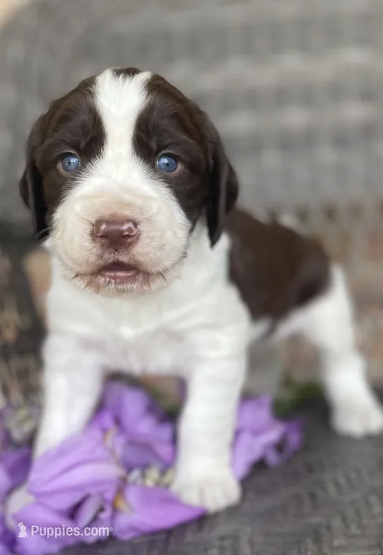 Dakota – English Springer Spaniel puppy for sale in Alta Vista, IA