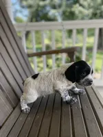 Dodge, a male English Cocker Spaniel for sale in Alta Vista, IA – 4 of 9