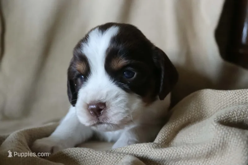 Bailey – English Springer Spaniel puppy for sale in Alta Vista, IA