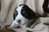 Bailey, a female English Springer Spaniel for sale in Alta Vista, IA – 1 of 4
