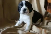Bella, a female English Springer Spaniel for sale in Alta Vista, IA – 6 of 7