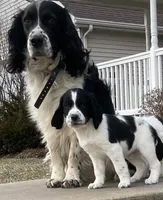 Dani , a female English Springer Spaniel for sale in Alta Vista, IA – 9 of 10