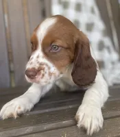 Buck, a male English Springer Spaniel for sale in Alta Vista, IA – 2 of 9