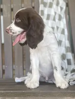 Dakota, a male English Springer Spaniel for sale in Alta Vista, IA – 3 of 8