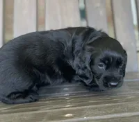 Phantom , a male English Cocker Spaniel for sale in Alta Vista, IA – 4 of 10