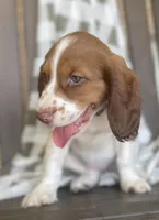 Beth, a female English Springer Spaniel for sale in Alta Vista, IA – 3 of 10