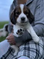 Expected litter, a  English Springer Spaniel for sale in Alta Vista, IA – 5 of 10