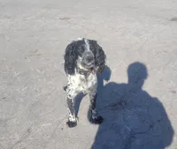 Upcoming litter, a  English Cocker Spaniel for sale in Alta Vista, IA – 2 of 10