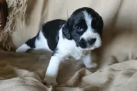 Bonnie, a female English Springer Spaniel for sale in Alta Vista, IA – 2 of 5