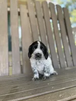 Dodge, a male English Cocker Spaniel for sale in Alta Vista, IA – 3 of 9