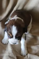 Beau, a male English Springer Spaniel for sale in Alta Vista, IA – 3 of 4
