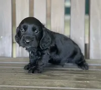 Phantom , a male English Cocker Spaniel for sale in Alta Vista, IA – 2 of 10