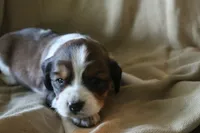 Bentley, a male English Springer Spaniel for sale in Alta Vista, IA – 5 of 8