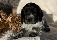 Upcoming litter, a  English Cocker Spaniel for sale in Alta Vista, IA – 6 of 10