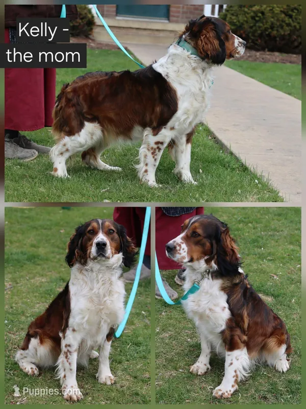 Kelly – English Springer Spaniel puppy for sale in Alta Vista, IA