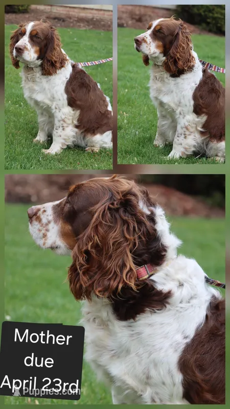 Kelly – English Springer Spaniel puppy for sale in Alta Vista, IA