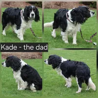 Kelly, a  English Springer Spaniel for sale in Alta Vista, IA – Photo 2 of 2