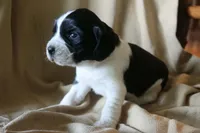 Bella, a female English Springer Spaniel for sale in Alta Vista, IA – 5 of 7