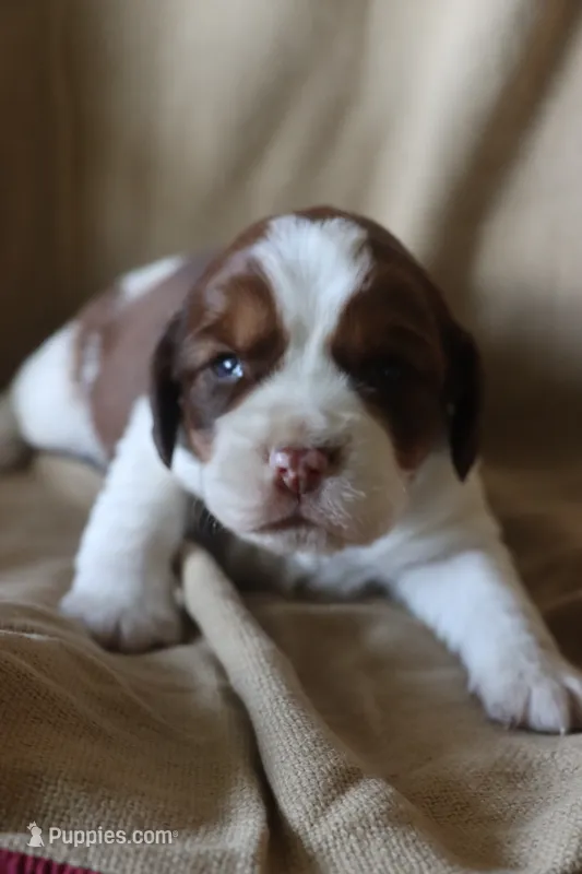 Buck – English Springer Spaniel puppy for sale in Alta Vista, IA