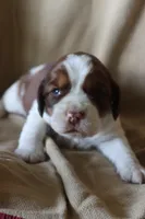 Buck, a male English Springer Spaniel for sale in Alta Vista, IA – 1 of 3