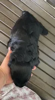 Phantom , a male English Cocker Spaniel for sale in Alta Vista, IA – 7 of 10