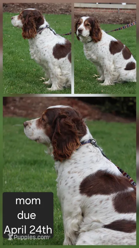 Kia – English Springer Spaniel puppy for sale in Alta Vista, IA