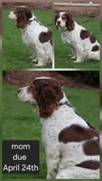 Kia, a female English Springer Spaniel for sale in Alta Vista, IA – 1 of 2