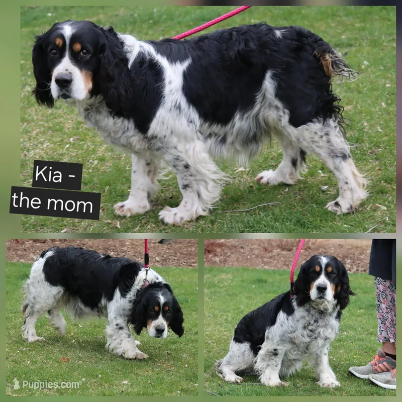 Kia – English Springer Spaniel puppy for sale in Alta Vista, IA