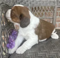 Dawn, a female English Springer Spaniel for sale in Alta Vista, IA – 4 of 10