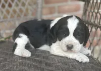 Dani , a female English Springer Spaniel for sale in Alta Vista, IA – 4 of 10