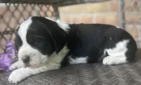 Dani , a female English Springer Spaniel for sale in Alta Vista, IA – 6 of 10