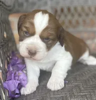 Dawn, a female English Springer Spaniel for sale in Alta Vista, IA – 1 of 10