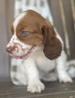 Buck, a male English Springer Spaniel for sale in Alta Vista, IA – 3 of 9