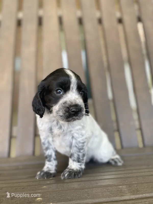 Dodge – English Cocker Spaniel puppy for sale in Alta Vista, IA