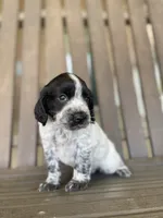 Dodge, a male English Cocker Spaniel for sale in Alta Vista, IA – 1 of 9