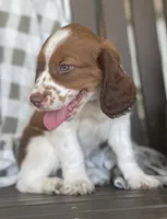 Buck, a male English Springer Spaniel for sale in Alta Vista, IA – 7 of 9