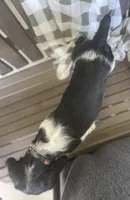 Bonnie, a female English Springer Spaniel for sale in Alta Vista, IA – 10 of 10