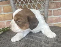 Dawn, a female English Springer Spaniel for sale in Alta Vista, IA – 6 of 10
