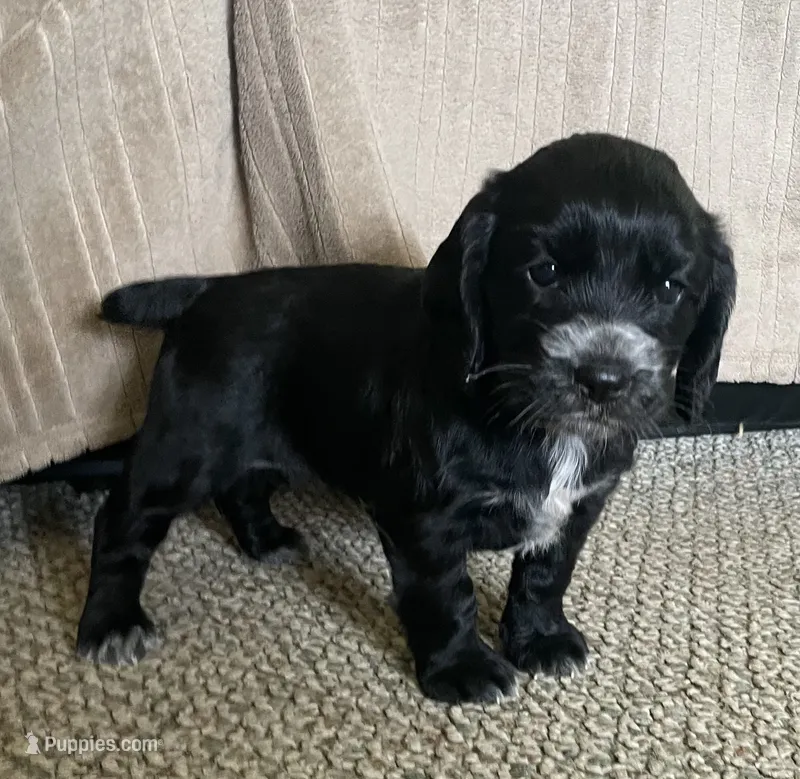 Shelby – English Cocker Spaniel puppy for sale in Alta Vista, IA