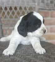 Dani , a female English Springer Spaniel for sale in Alta Vista, IA – 3 of 10