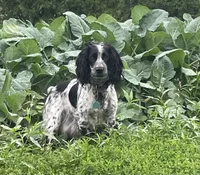 Phantom , a male English Cocker Spaniel for sale in Alta Vista, IA – 8 of 10