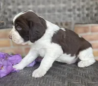 Dakota, a male English Springer Spaniel for sale in Alta Vista, IA – 2 of 5