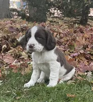 Expected litter, a  English Springer Spaniel for sale in Alta Vista, IA – 8 of 10
