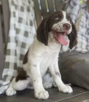 Dakota, a male English Springer Spaniel for sale in Alta Vista, IA – 2 of 8