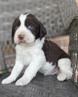 Dakota, a male English Springer Spaniel for sale in Alta Vista, IA – 4 of 5