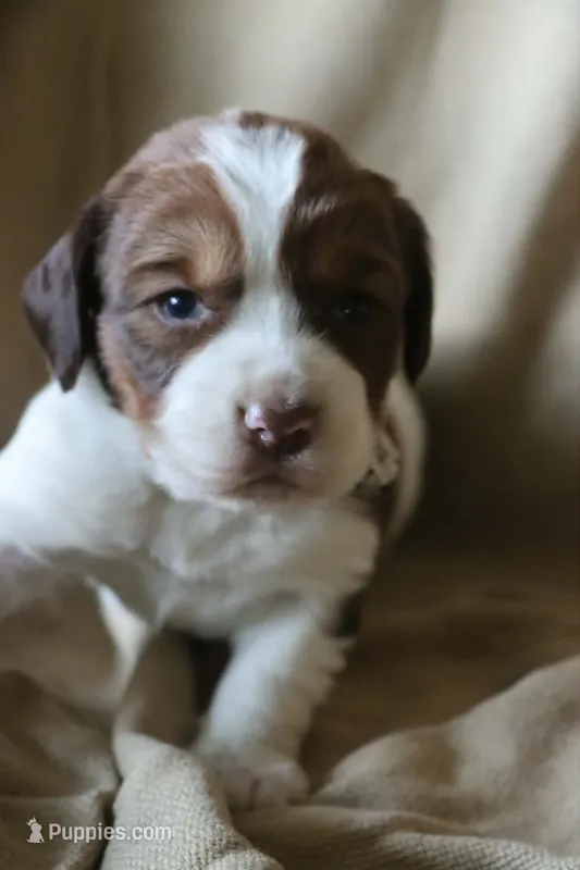 Beth – English Springer Spaniel puppy for sale in Alta Vista, IA