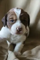 Beth, a female English Springer Spaniel for sale in Alta Vista, IA – 1 of 4