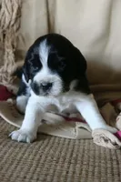 Bonnie, a female English Springer Spaniel for sale in Alta Vista, IA – 3 of 5