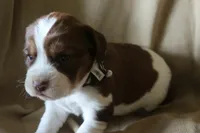 Beth, a female English Springer Spaniel for sale in Alta Vista, IA – 3 of 4