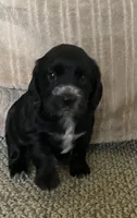 Shelby, a female English Cocker Spaniel for sale in Alta Vista, IA – 2 of 9